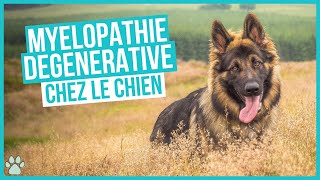 La Myélopathie Dégénérative chez le chien : ce que vous devez savoir by Univers Canin 2,468 views 1 year ago 3 minutes, 37 seconds