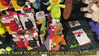 Vanilla's Big Day (Cavalier King Charles puppy) Preparing for the Pawsome Welcome Party! by Vanilla Channel 230 views 3 months ago 1 minute, 20 seconds
