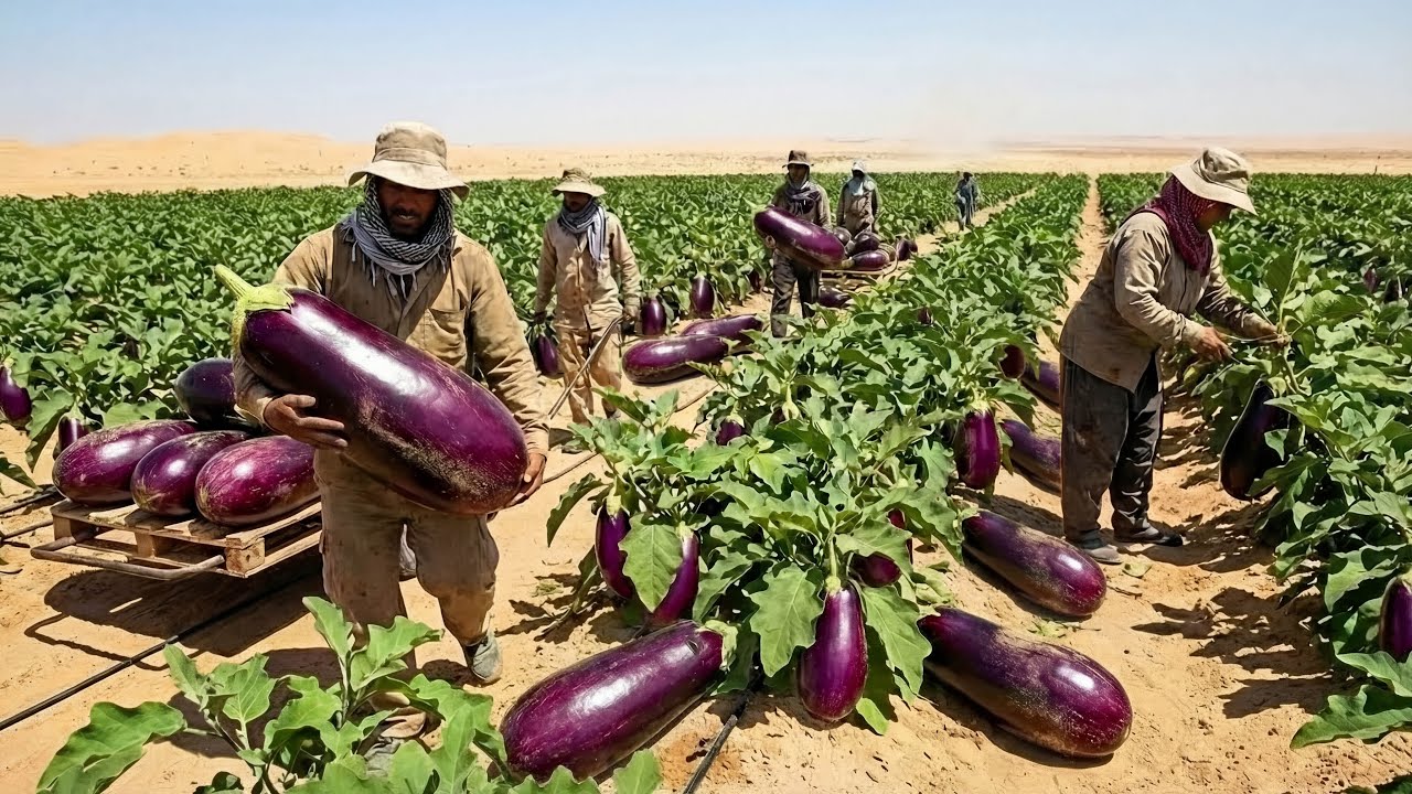 They Planted Eggplant in the Desert – What Happened Next Shocked Everyone | Eggplant Growing Process