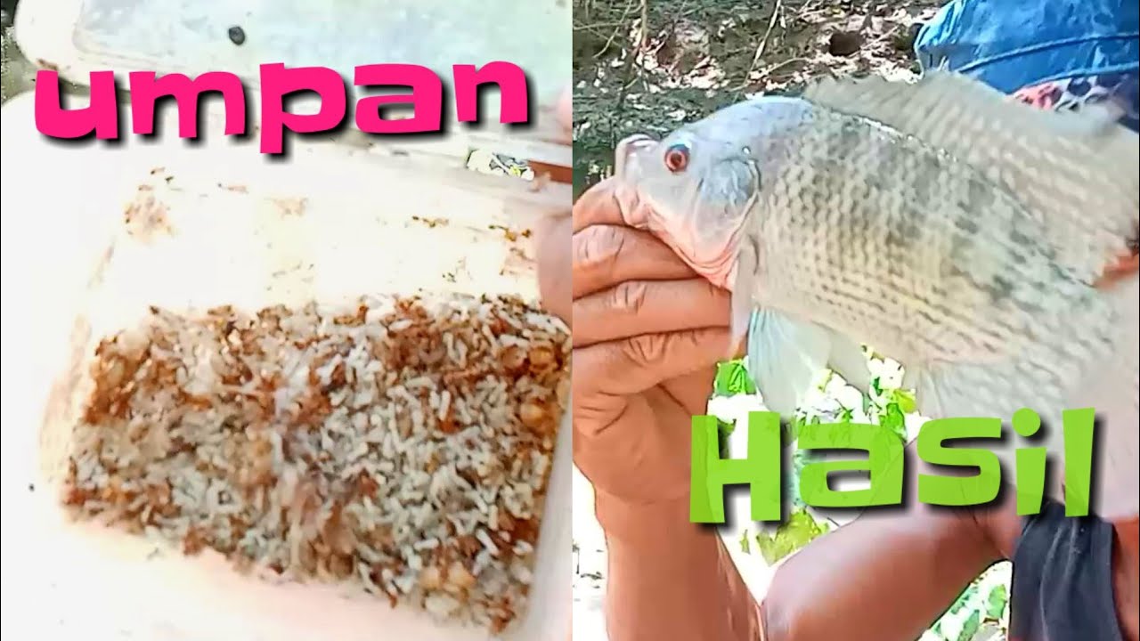umpan untuk ikan Nila malas makan Di air jernih dan Dangkal