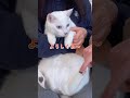 抱っこされても無抵抗な弟猫が可愛い