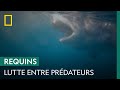 Pourquoi les grands requins blancs fuient-ils lorsque les orques attaquent ?