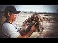 Cetreria en el Fundo Cuatro Vientos / Harris a Señuelo Mecanico - CETRERIA PERU// FALCONRY IN 4K