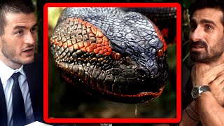 How anacondas hunt for their prey | Paul Rosolie and Lex Fridman