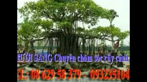 :0932351048.]] dịch vụ cắt cỏ, trồng cây xanh sân vườn quận 11.tphcm