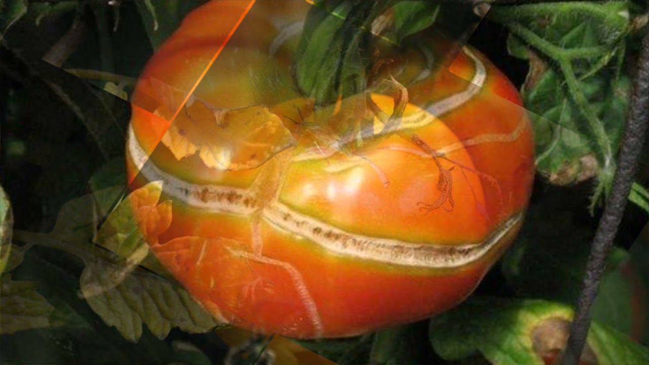 5 правил от растрескивания помидоров