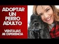 Adoptar un perro adulto/ VENTAJAS/Mi experiencia :)