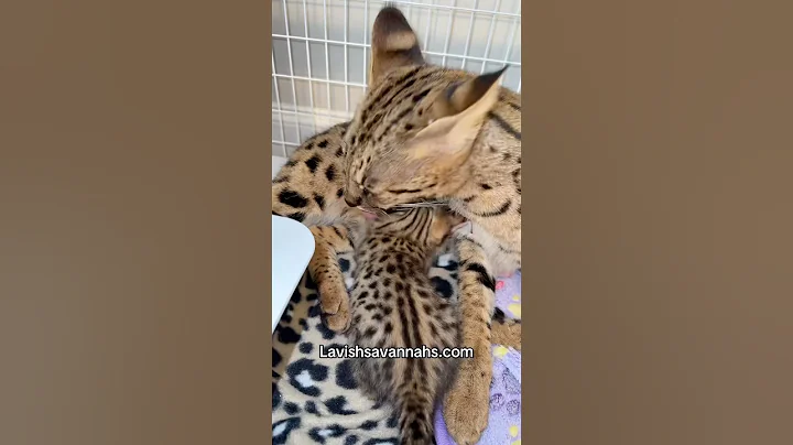 Video 10474451: f2 savannah kitten