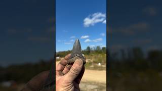 Couple nice shark teeth #fossilhunting #sharktooth #palmettofossils