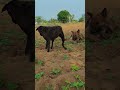 FUNNY😝 REELS DOG STORY😇#youtubeshorts #youtuber #reels #shortvideo #viralvideo #trending #shots