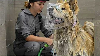 There's a Reason Groomers Don't Trust Chow Chows