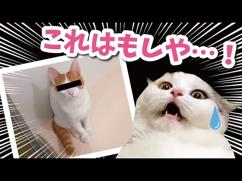 【超貴重】激レア映像！！子猫時代の師匠特集【おしゃべりする猫】