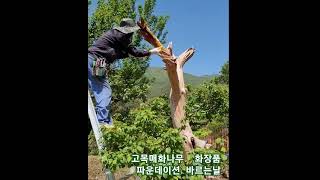 동영상 보세요자세히 설명됨  매화나무#사리작업후 #유황합재  바르는날#특수목 #정원수#조경수판매