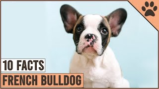 French Bulldog  Top 10 Facts | Dog World