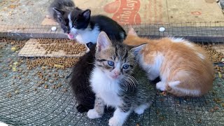 Cute Mother Cat is Mothering 11 Kittens. Kittens are so beautiful.