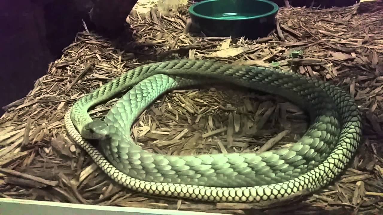camera iphone 8 plus apk West African Green Mamba at the Kentucky Reptile Zoo