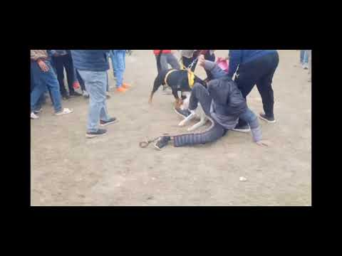 Rottweiler attack' Siberian Husky Fight !!! Dog Show