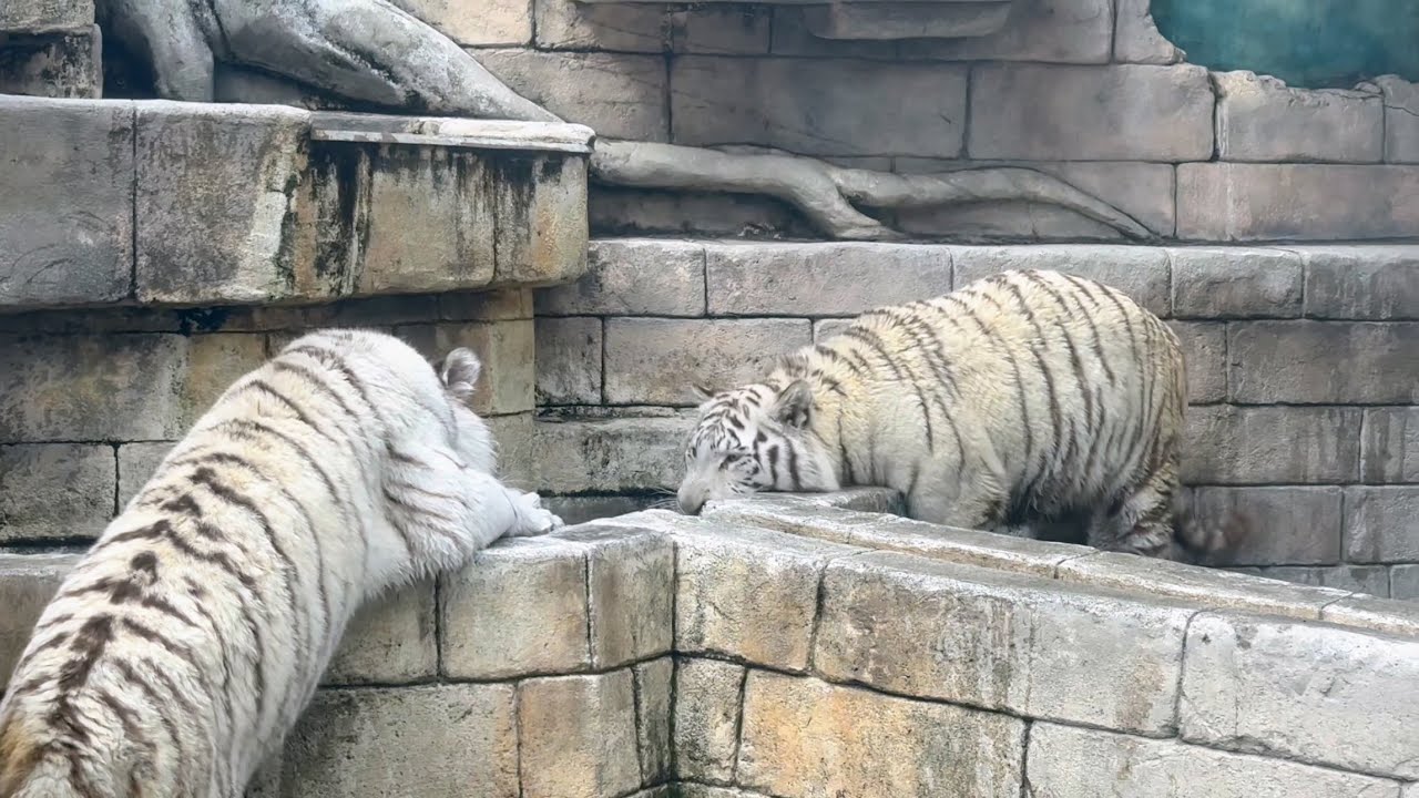 ハクくんが沈めたタイヤは最高の遊び道具🐯　2月26日 東武動物公園　ホワイトタイガー