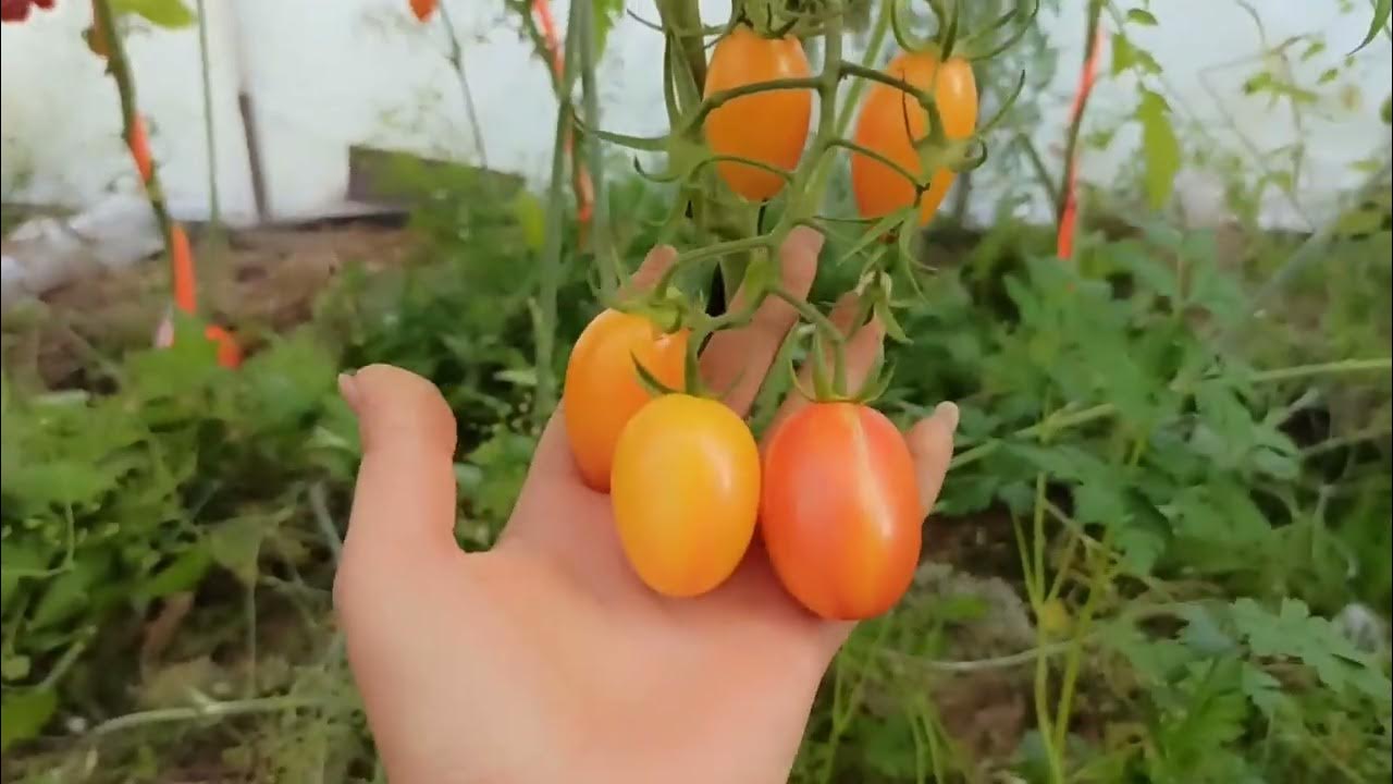 Томат золотая канарейка отзывы фото урожайность
