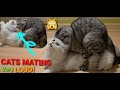 Cats Mating Very Loud! First Time.