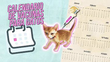 ¿Hay que vacunar a los gatos?