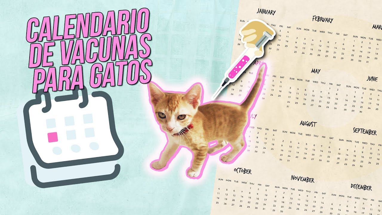 Cuántas vidas tiene un gato 7 o 9