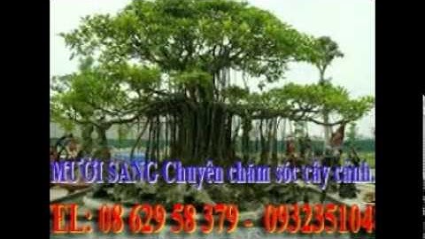 [[[0932351048.]] dịch vụ chăm sóc cây cảnh tại nhà  quận tân bình.tphcm