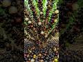 Quick and easy techniques for growing and propagating jaboticaba fruit trees. #garden #diy #nature