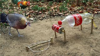 Creative Unique Wild Chicken Trap Using Coca-Cola Bottle