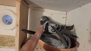 What if I touch PIGEONS  tail | Racing Homer Pigeon | Haroon | Issak