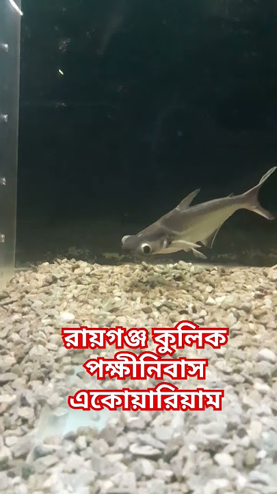 রায়গঞ্জ কুলিক পক্ষীনিবাস অ্যাকোয়ারিয়াম. #subscribe #travelaquarium