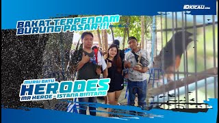 Sabet Juara Pasca Mabung !!! Murai Batu Herodes Bakat Terpendam Burung Pasar