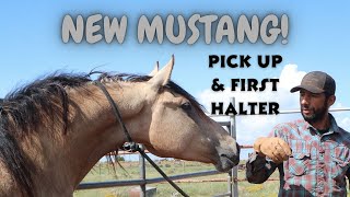 2024 Las Vegas Mustang Challenge  Puma Pick Up and First Halter