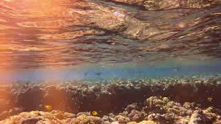 SHONI BAY LISTOPAD 2025 - JEHLY