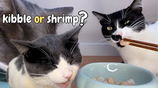Cats Eating Crunchy Dry Food and Shrimp | Cat ASMR by Purr With Us  486 views 1 month ago 6 minutes, 21 seconds