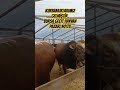 Bursa Geçit Hayvan Pazarı-No:73