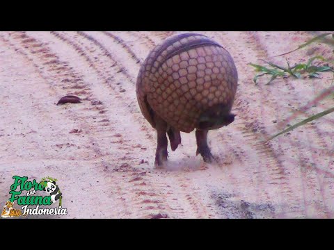 Video: Apakah Armadillo bersembunyi di tanah?