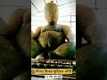 15 फिट की मूर्ति | गिरधर तिलक मूर्तिकार औंधी | #ganeshmurti #trending #viral #shorts #aundhi