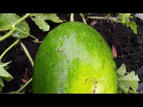 Video: How to grow watermelons in Siberia