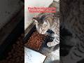 031 FEEDING STRAY CATS (Breakfast for these fur babies)