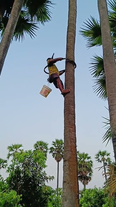 how-to-collect-natural-palm-wine-from-palm-tree-tati-kallu-shot-viral