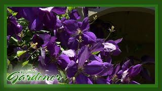 Clematis Collection  | Volunteer Gardener