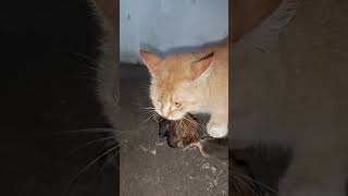 Ipus Oyen pemburu tupai