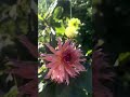 زهرة الداليا #garden #gardening #dahlia #harvest