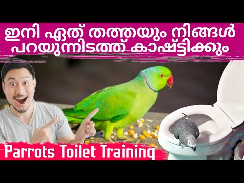 Parrots Toilet Training Malayalam|๐ดเดตเดณเดฐเต เดเดณเตเดชเตเดชเดคเตเดคเดฟเตฝ เดจเดฟเดเตเดเดณเตเดเต เดคเดคเตเดคเดเดณเต Toilet training เดชเด เดฟเดชเตเดชเดฟเดเตเดเดพเด๐ด