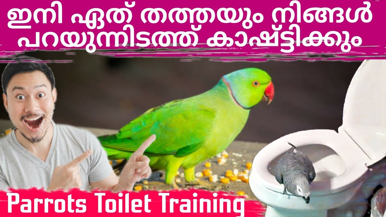 Parrots Toilet Training Malayalam🔴വളരെ എളുപ്പത്തിൽ നിങ്ങളുടെ തത്തകളെ