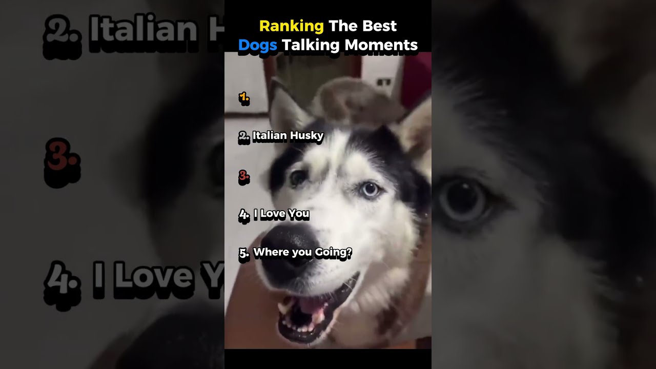 Ranking The Best Dogs Talking Moments