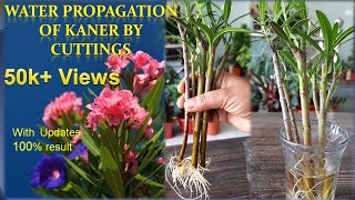 How to propagate kaner ,Nerium Oleander in water ,Water propagation of Nerium Oleander (Kaner)