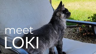 Meet Loki | A Black Smoke Maine Coon Kitten