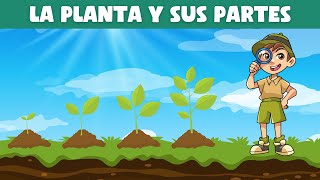 LAS PLANTAS y sus partes para niños   | Videos educativos